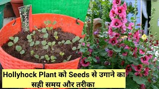 TIPS To Grow Hollyhocks From Seeds In Pot How to grow Hollyhock from seeds