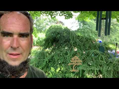 Tsuga canadensis 'Pendula' 
Weeping Hemlock Trimming in Connecticut