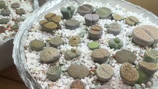 :     #lithops #succulent