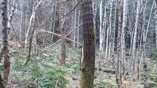 Oly Sasquatch Cispus River Area Pt. 2