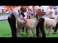 アルパカ＆ラマショー　生後13-24ヶ月のアルパカの審査　Alpaca & Lama show 2015 1107