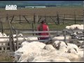 REPORTAJ VIDEO - Ciobanas cu 2000 de oi