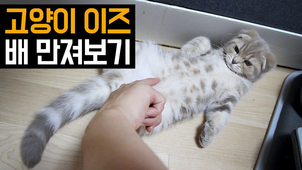 고양이 이즈 배 만지기 How to touch Cat's Belly. [탐묘생활] YouTube
