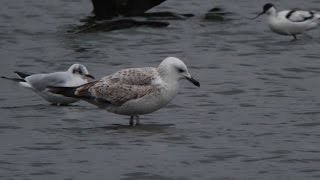1st winter Caspian Gull- Upton Warren @midlandsbirder