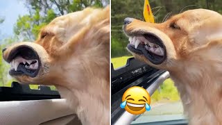 Dogs On Car Rides | Dogs Loving Car Rides Compilation by Animaldaze 275 views 2 years ago 6 minutes, 11 seconds