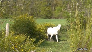 Animaux dans le vent le 27 avril 2024 à  Fraisses sur un sentier du "hameau de Marseille"