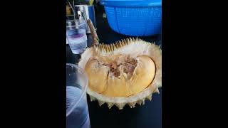 Do you eat Durian? Siapa tak makan durian?