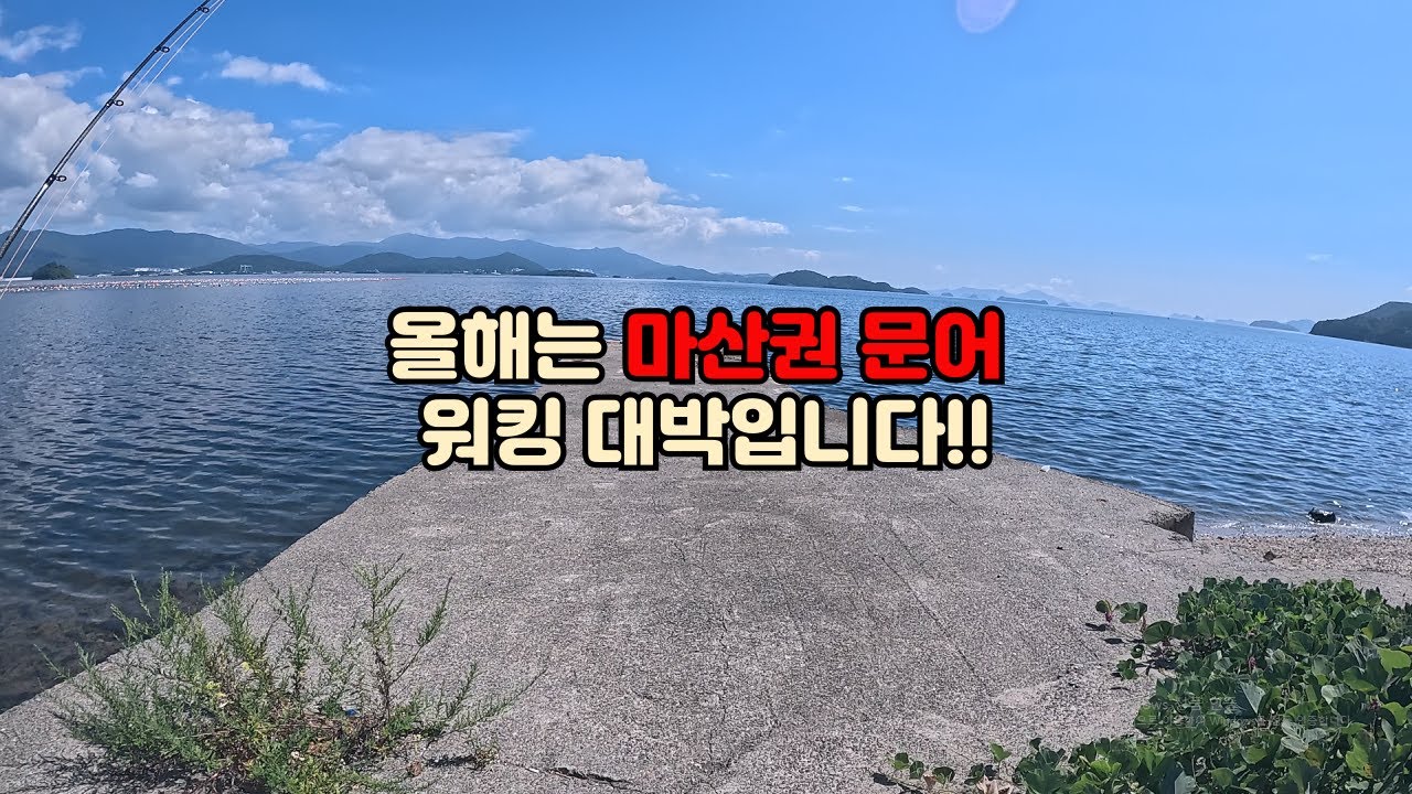 올해 마산권 문어 워킹 대박입니다