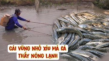 Kích cá ở miền Tây - Cái vũng có chúc xíu mà kích được quá trời cá luôn