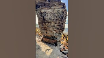 Fossils Opened by Tall Cliff! 🦑