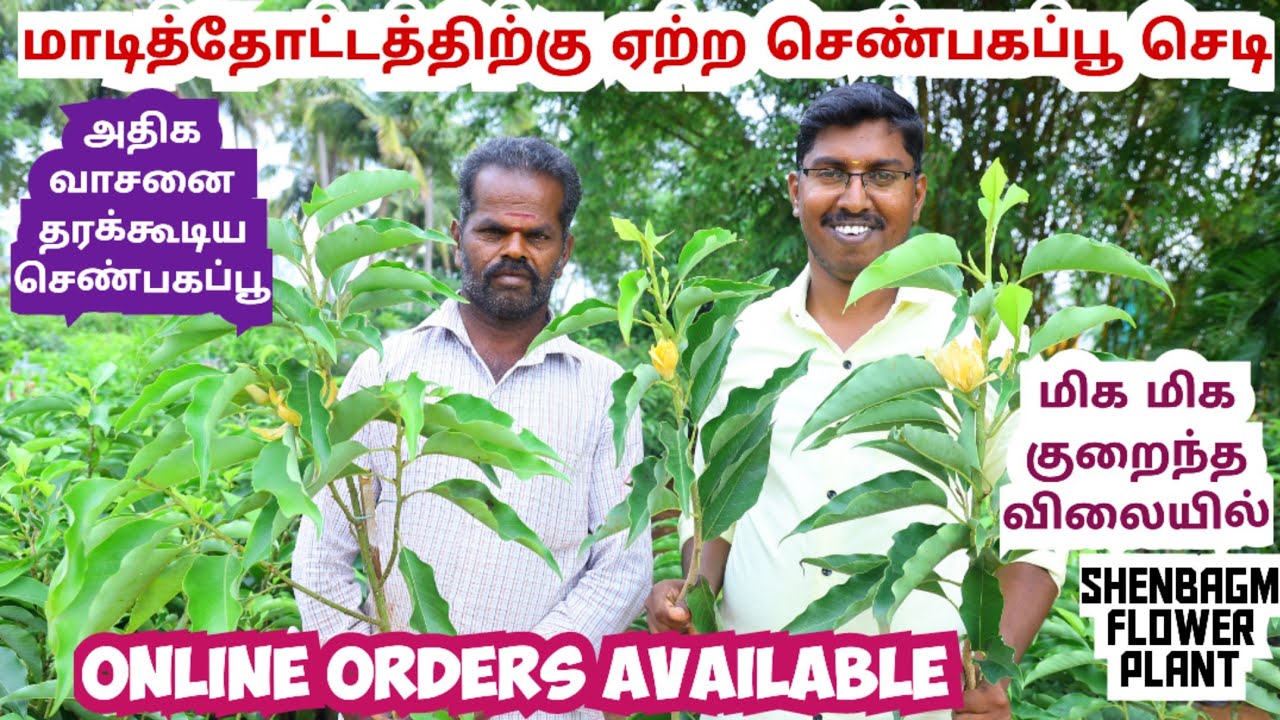 Привитое растение сенны, подходящее для террасных садов | Один цветок на каждый лист 