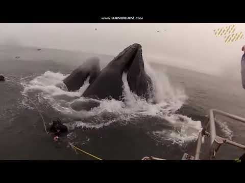 ბეწვზე გადარჩენილი ადამიანები