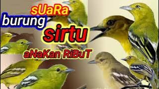 suara pikat burung sirtu /suara anakan sirtu ribut/suara burung sirtu menjerit