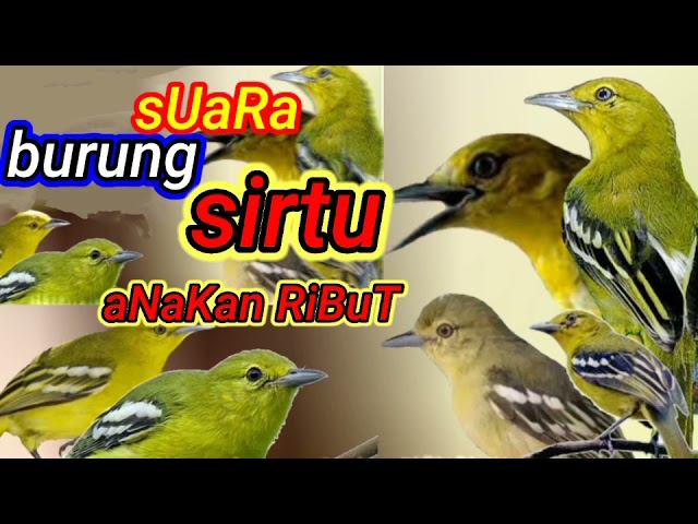 suara pikat burung sirtu /suara anakan sirtu ribut/suara burung sirtu menjerit class=