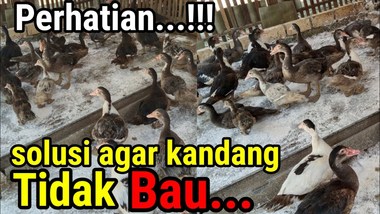 CARA JITU MENGATASI BAU KANDANG DALAM TERNAK ENTOK.. 