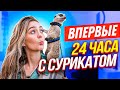 ВПЕРВЫЕ - КОРМЛЮ СУРИКАТА ГОЛОВОЙ КУРИЦЫ 🐔