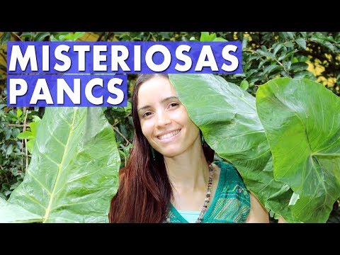O Guia completo PANCs |  Plantas Alimentíceas Desconhecidas | Orgânicos mais baratos