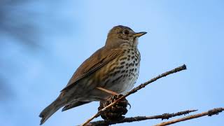 Song Thrush Singing | Turdus philomelos