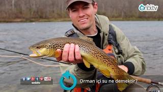 Orman Içi Su Ne Demektir?