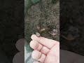 КАК Я ОБРЕЗАЛ И УКРЫЛ СВОЙ НОВЫЙ ВИНОГРАДНИК!!!🍇🍇🍇 Telegram, WhatsApp, Vlber и MAX +79528500417.