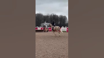 Eloquence 2’6 hunter 2025 (Amateur)