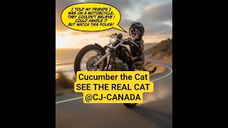 Cucumber the Cat Awesome Bike Tricks #cat #shorts