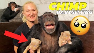 CHIMPANZEE MEETS BABY PUPPIES