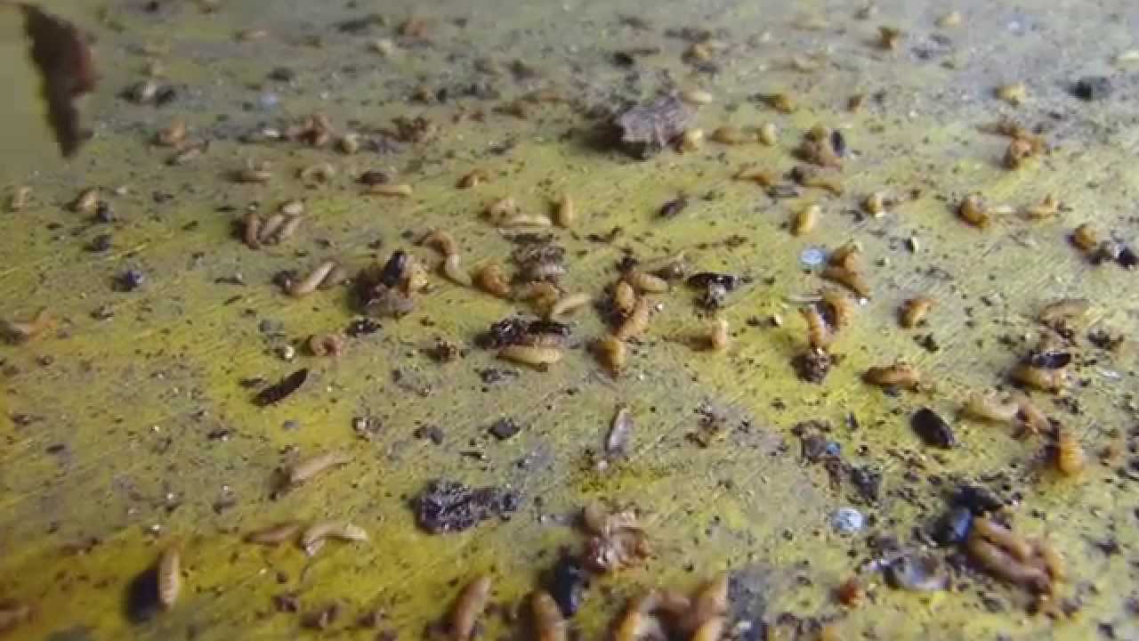 Potential Pollen Beetle Infestation