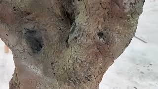 Custom Artificial Olive Tree Manufacturing Process | Commercial Project Solutions by Oakco