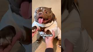 XL Bulldog Looks Scary, Acts Like a Baby! 🐶💪#animals #funny #science #shortfeed #puppy