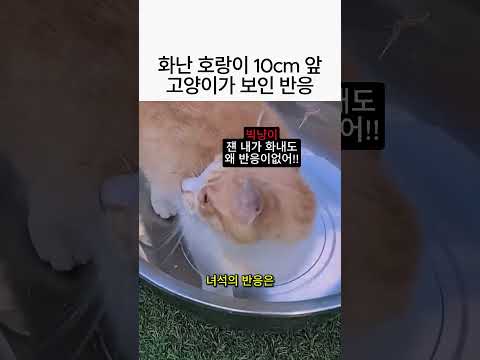 화난 200kg 호랑이 바로 앞에서 3kg 고양이가 보인 미친 반응 🐅🐈 thumbnail