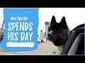 Giving My Akita the Best Life - A Day in the Life Video