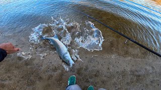 CRAZY Topwater Striper Fishing From Shore At Pyramid Lake! CRAZY Topwater Striper Fishing From Shore At Pyramid Lake!