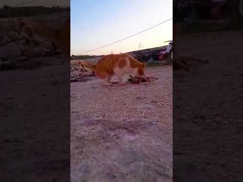 الحمدلله دائما وابدا صلوا على النبي دعاء مستجاب المصحف اكسبلور  ترند