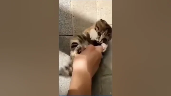 Video 11775511: laugh funniest cats