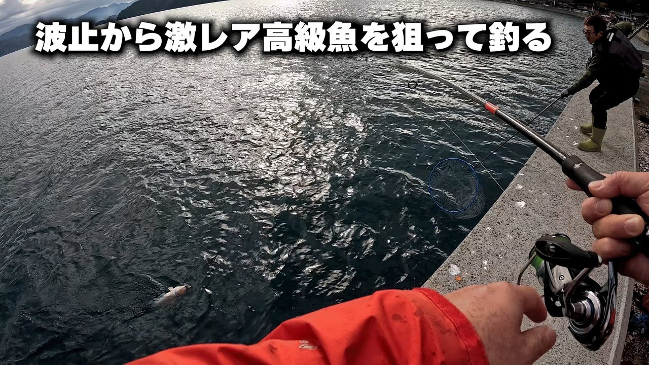 波止から激レア高級魚を狙って釣る