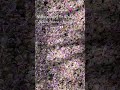 Fallen petals of the Wisteria Flowers #shorts_ Eli Ventayen