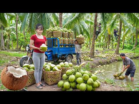 Harvesting Coconut Fruit | Big Countryside Haul to Market and Flower Planting