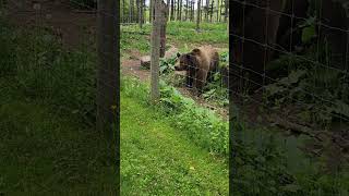 brown bears at Shalom Zoo #bears #nature #wildlife #zoo #shalom