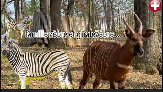 famille zebre et girafe by Animal group Eu 1,723 views 1 year ago 10 minutes, 53 seconds