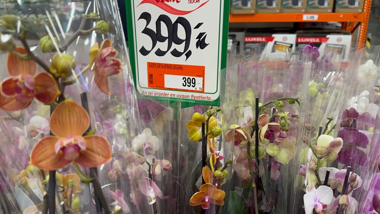 BAUHAUS SEVGİLİLER GÜNÜ ORKİDEMİ ALDIM BİLİN BAKALIM HANGİ ORKİDEYİ ALDIM🧡Bu Orkideler Kaçmaz😍