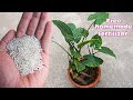Easy Use rice water for any plants as natural fertilizer - Best Homemade Fertilizer At Home