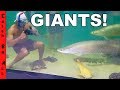 FEEDING MONSTER FISH in GIANT POOL POND Fish AQUARIUM Swim!