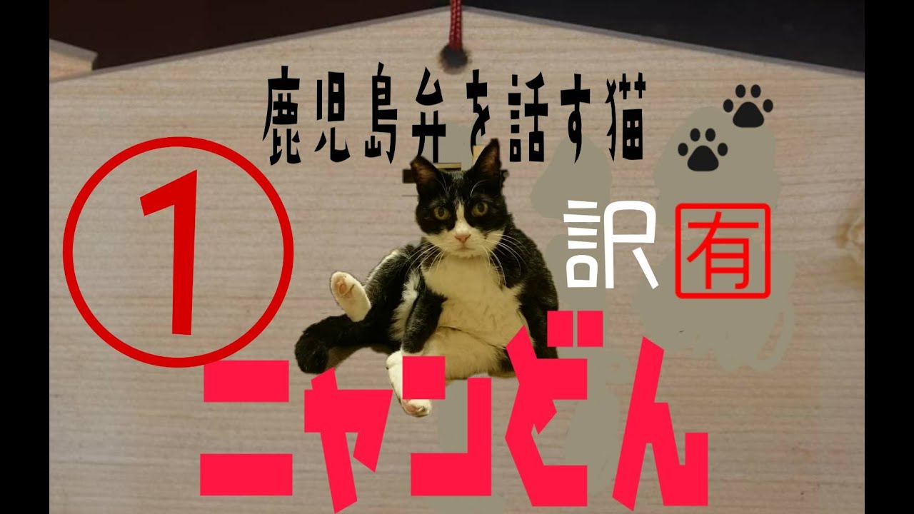 鹿児島弁をしゃべる猫 が面白い 住まいずの社長ブログ 鹿児島弁をしゃべる猫 が面白い 住まいずの社長ブログ