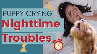 How To Stop Puppy Crying At Night