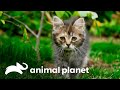 Por que os gatos ronronam? | O Incrível Mundo Animal | Animal Planet Brasil