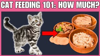 Celebrity Cat Feeding 101: How Much Should I Feed My Cat? Wealth