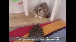 Как красноушка гоняет кошку )) ( Turtle and  Cat )