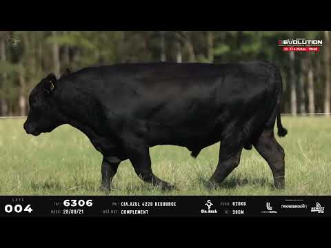 LOTE 04   TAT 6306 M Angus