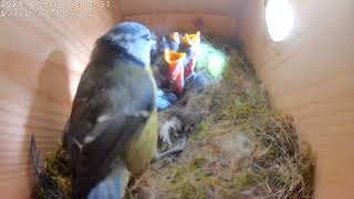 Day 8,  Bluetit nestbox, Jostling for space.